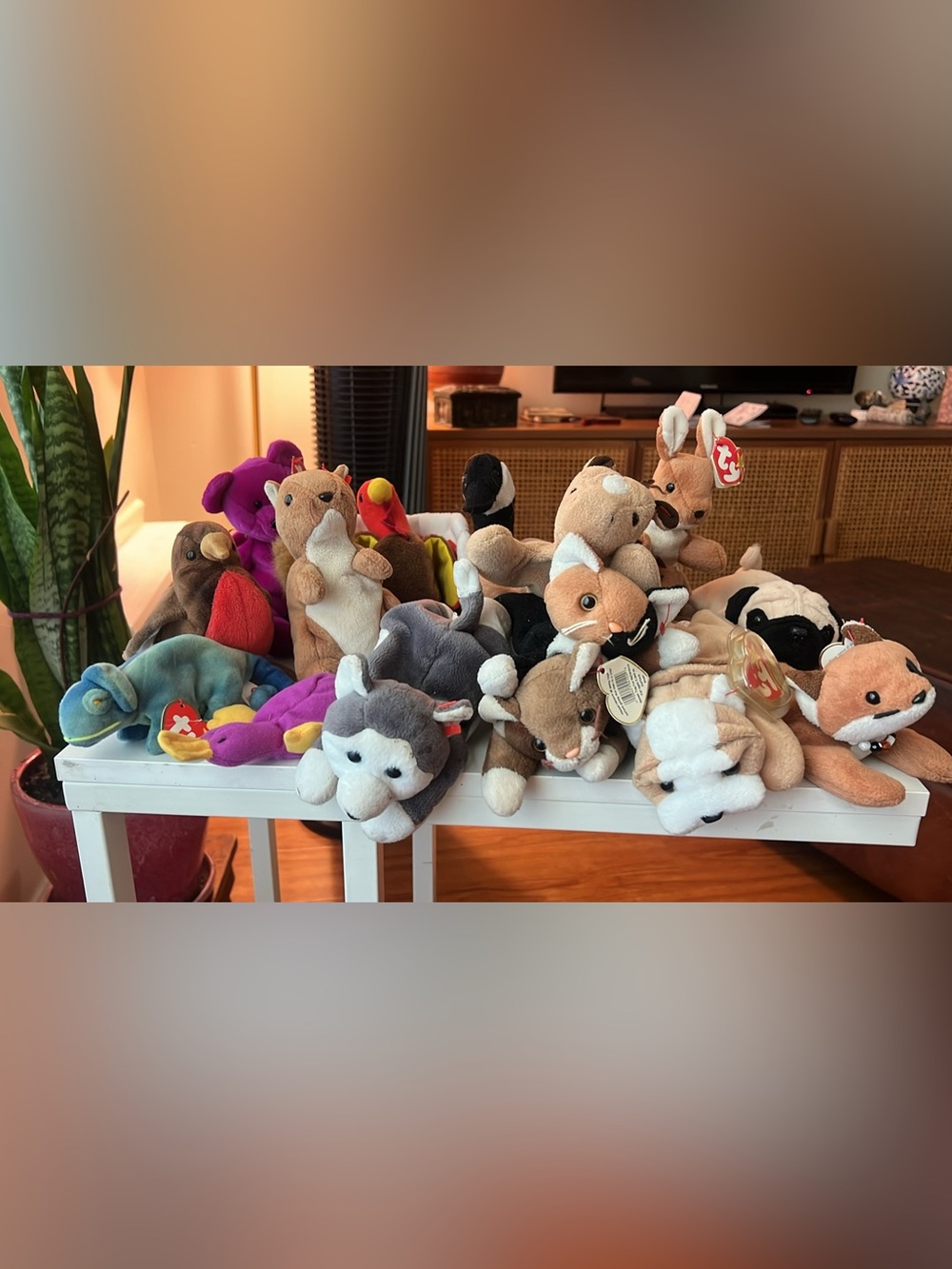 15 Beanie Babies (Collection)